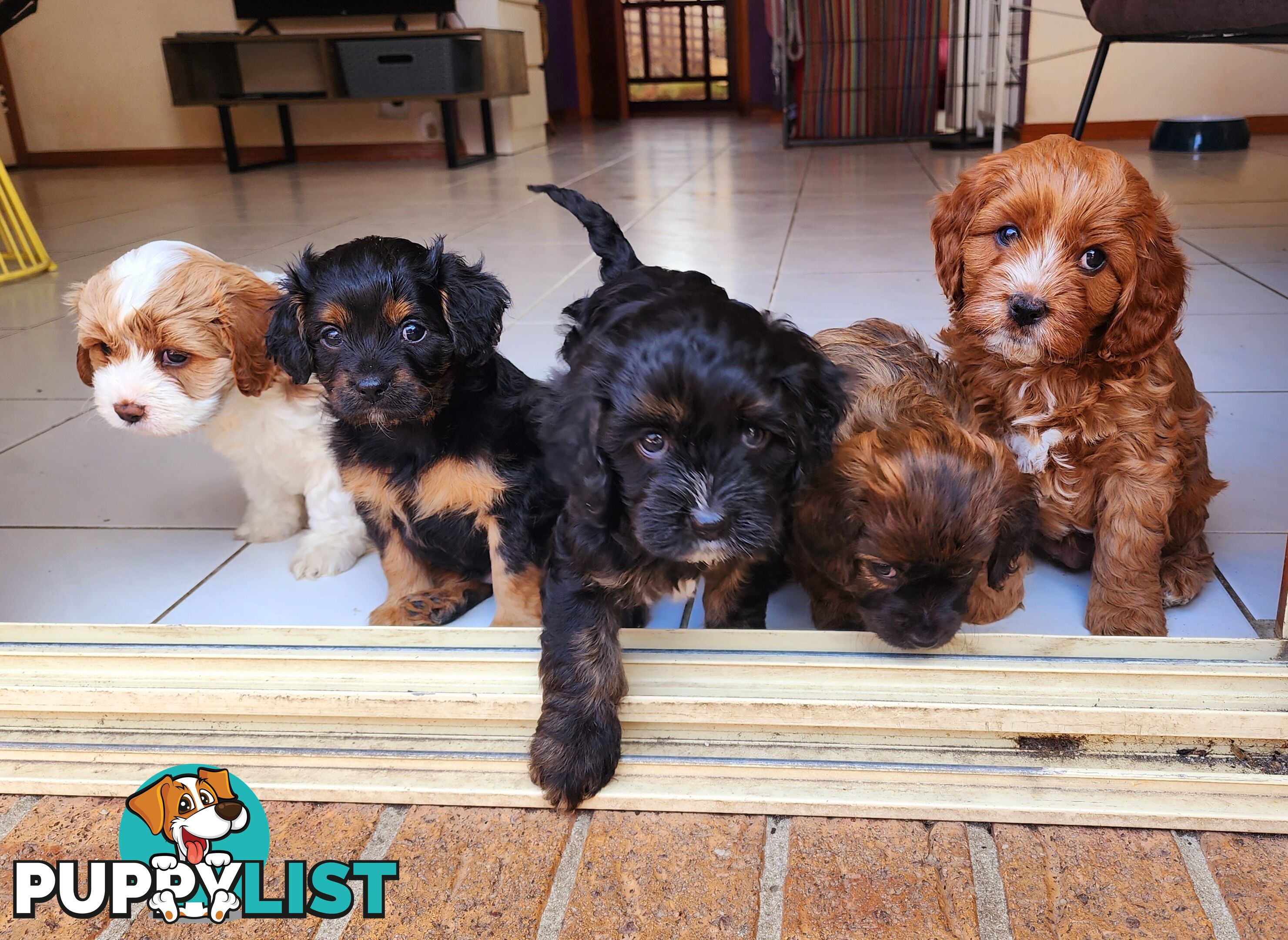 Toy Cavoodles with unique colours