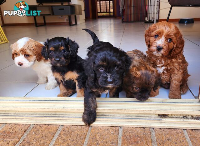 Toy Cavoodles with unique colours