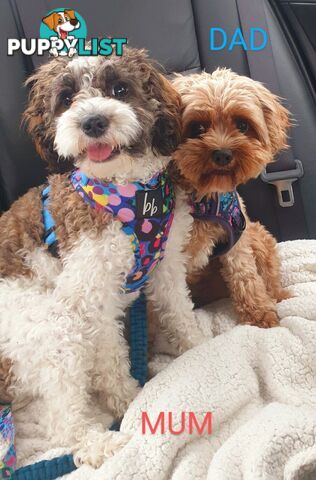 Toy Cavoodles with unique colours