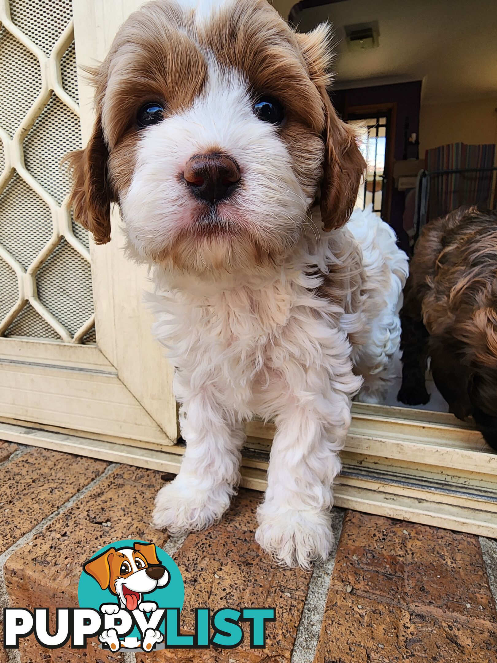 Toy Cavoodles with unique colours