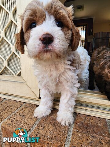 Toy Cavoodles with unique colours