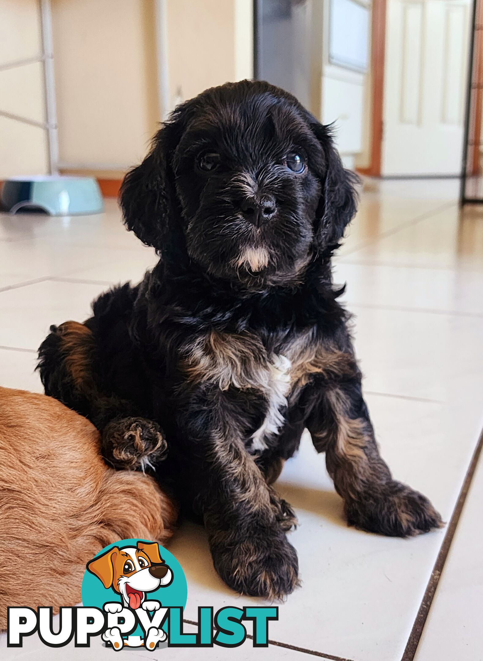 Toy Cavoodles with unique colours