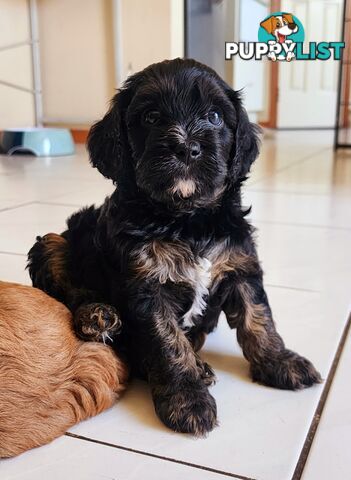 Toy Cavoodles with unique colours