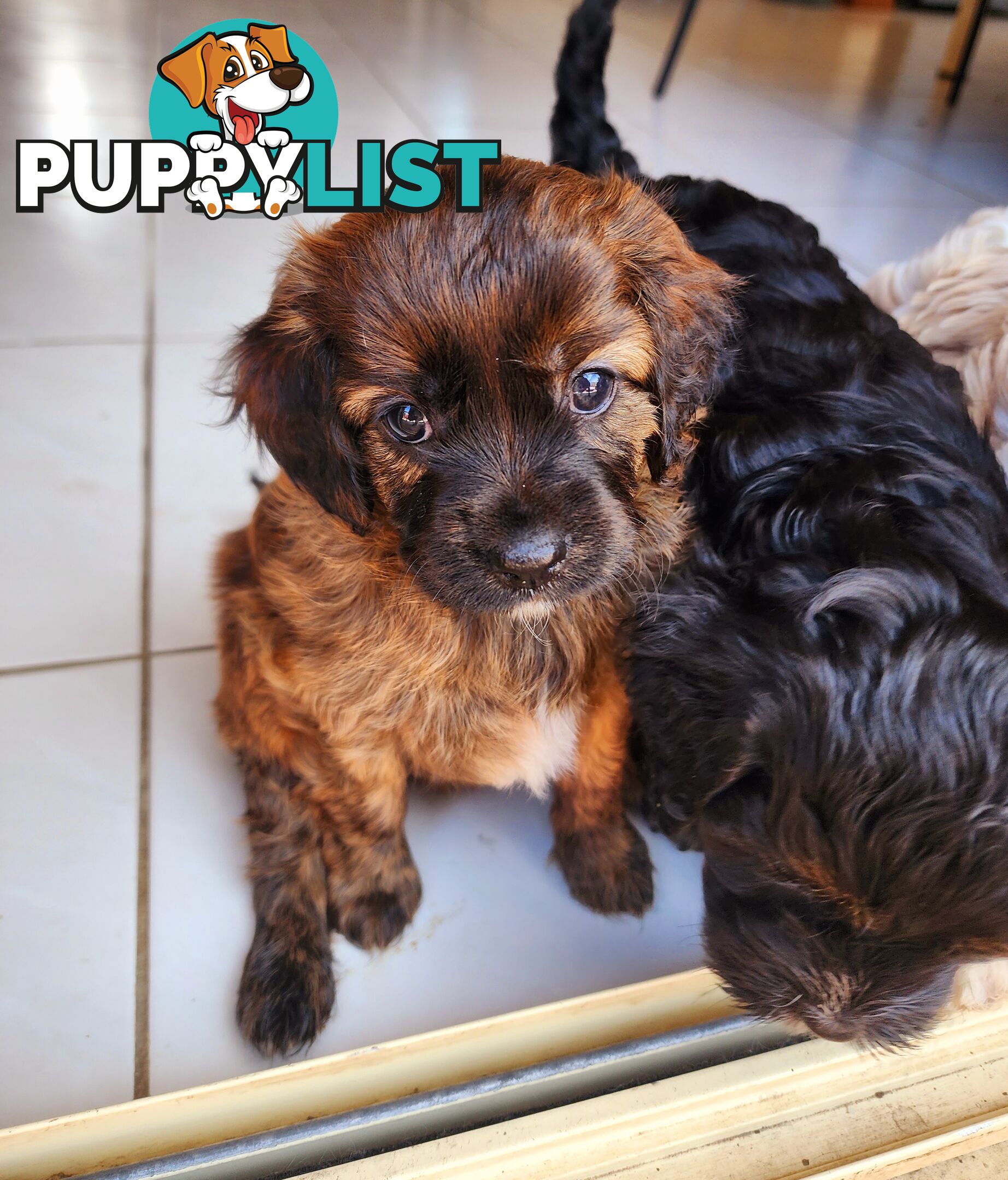 Toy Cavoodles with unique colours