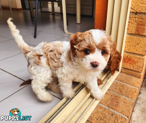 Toy Cavoodles with unique colours