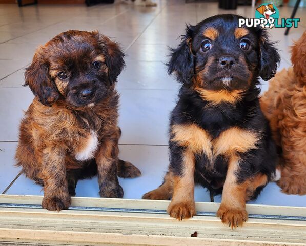 Toy Cavoodles with unique colours