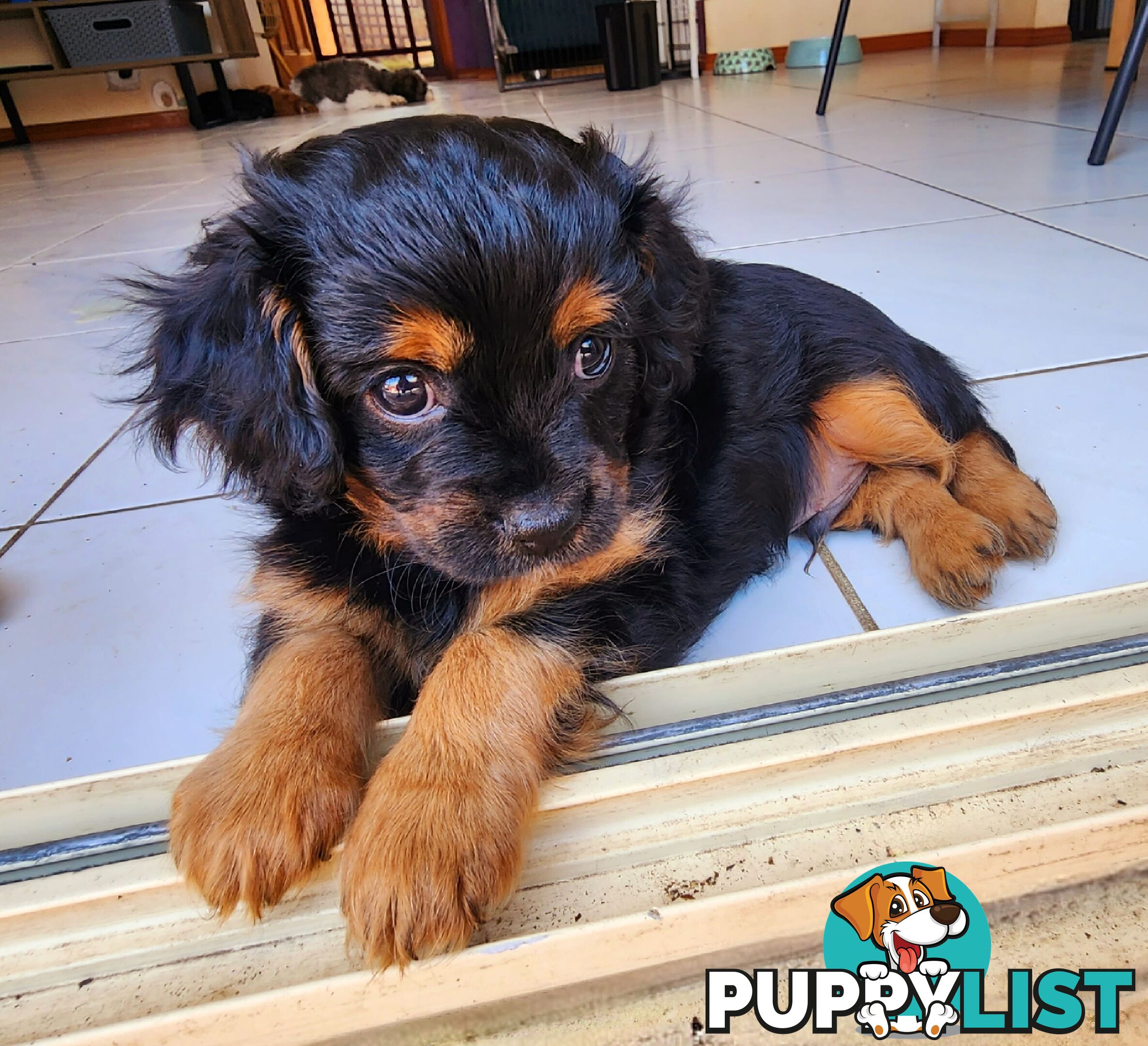 Toy Cavoodles with unique colours