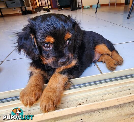 Toy Cavoodles with unique colours