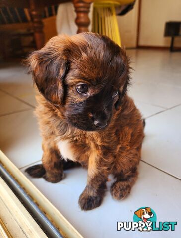 Toy Cavoodles with unique colours