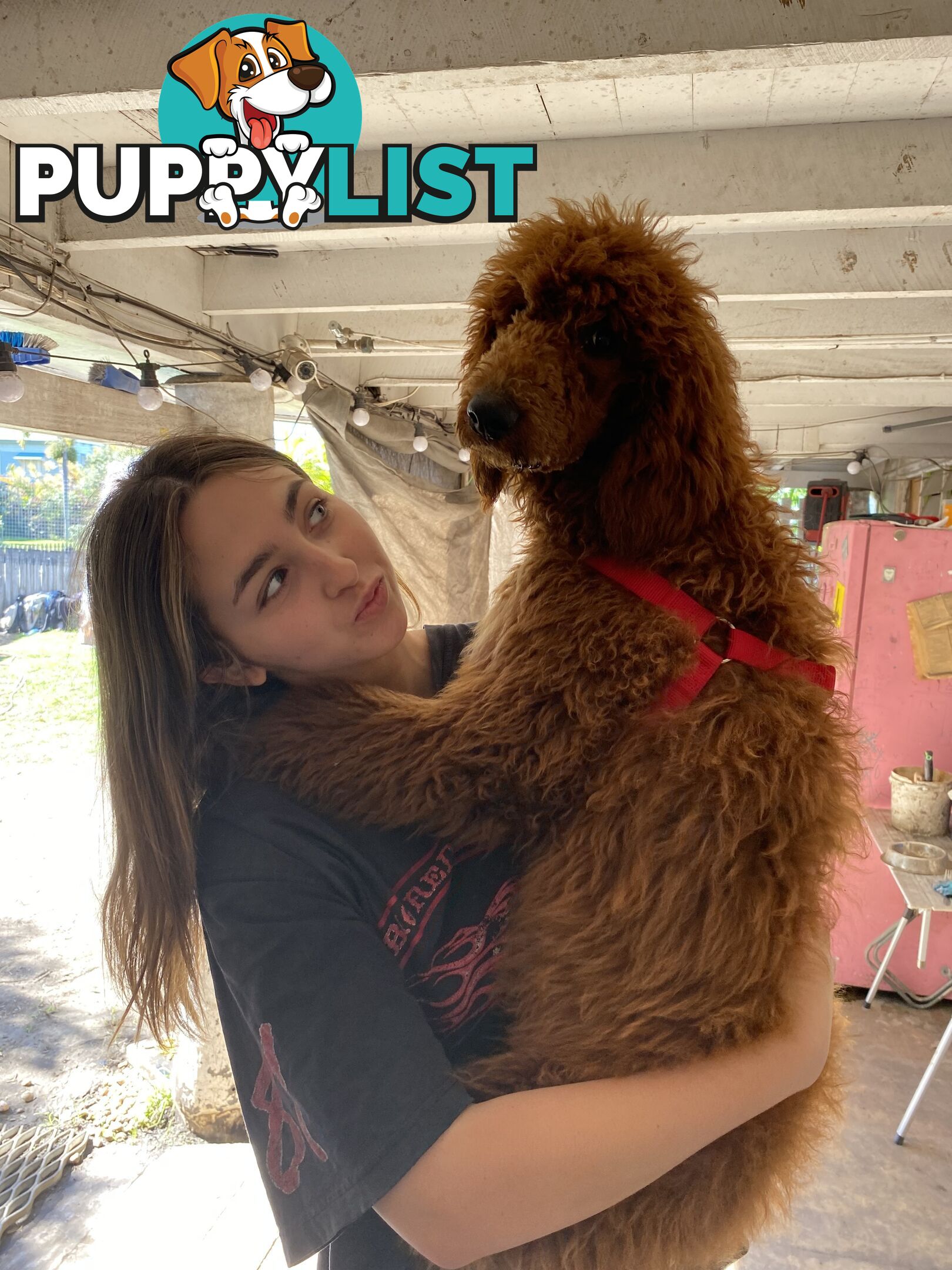 Purebred Standard Poodles Red!!!