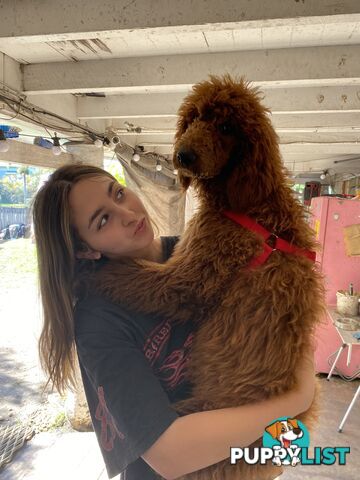 Purebred Standard Poodles Red!!!