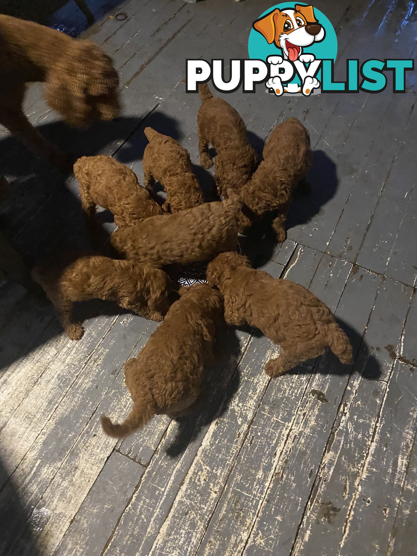 Purebred Standard Poodles Red!!!