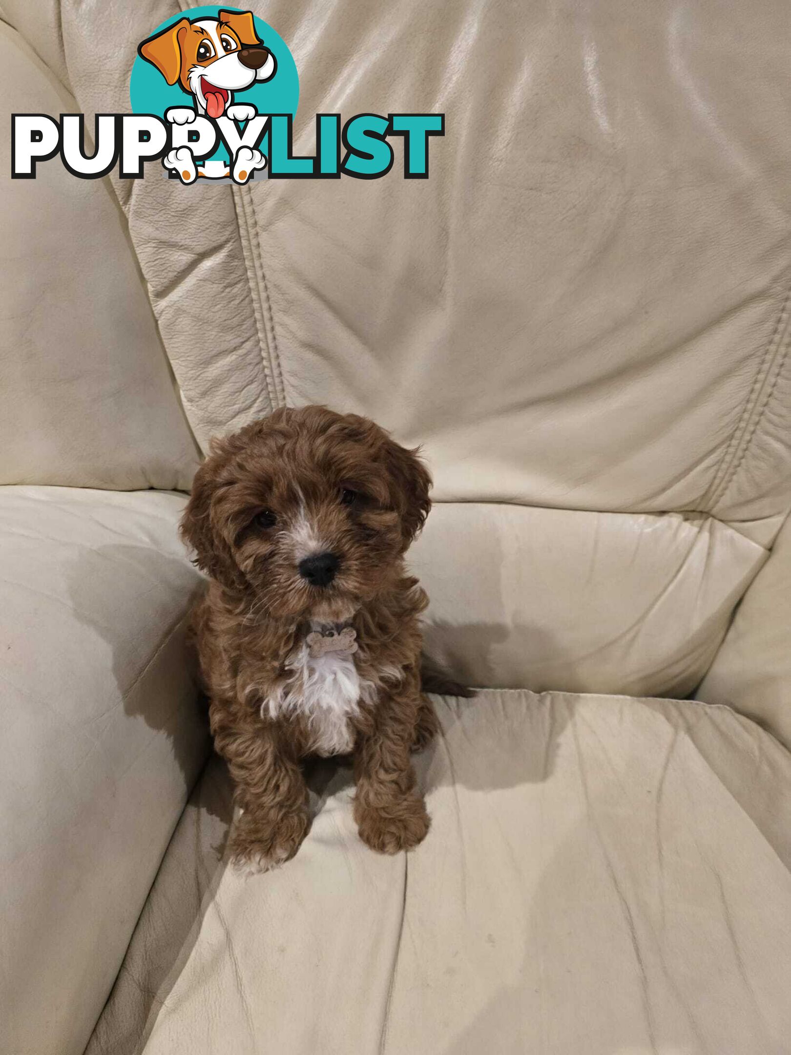 Cavoodles first generation for sale!