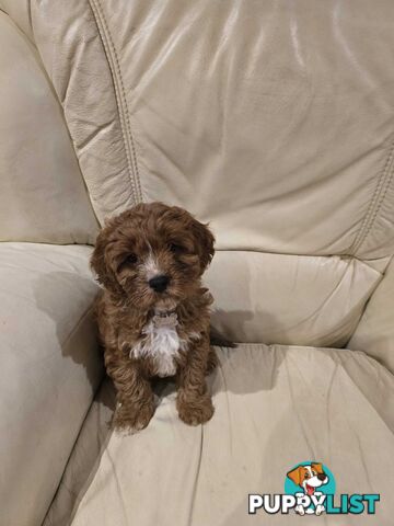 Cavoodles first generation for sale!