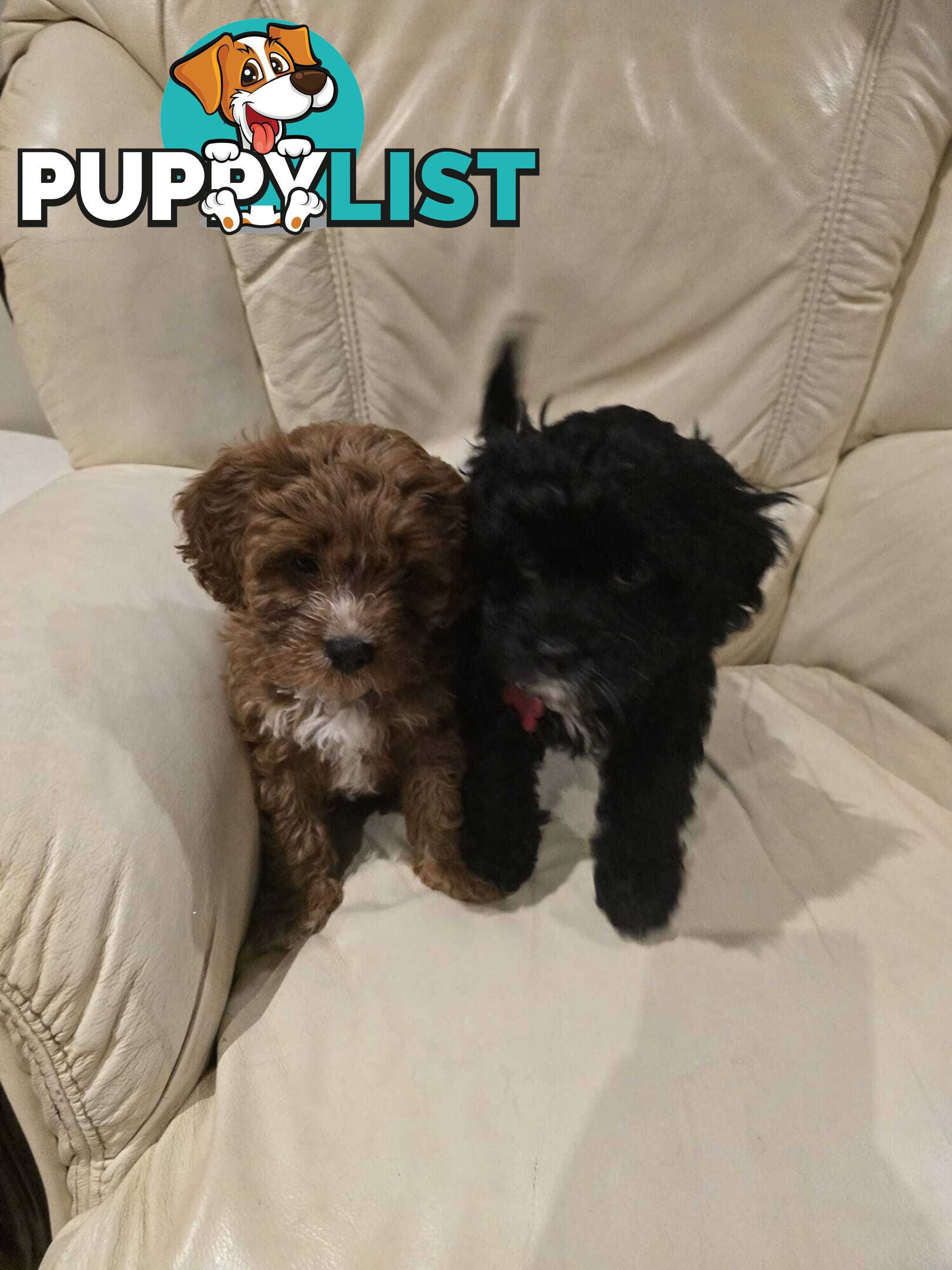 Cavoodles first generation for sale!