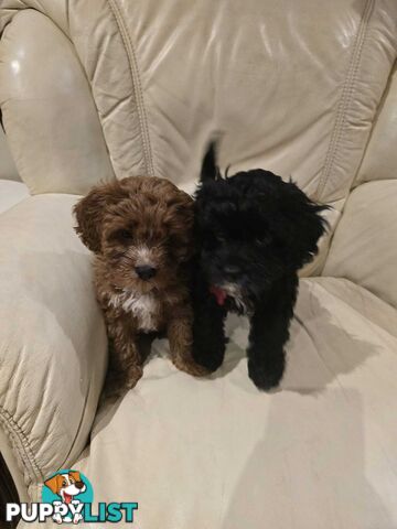 Cavoodles first generation for sale!