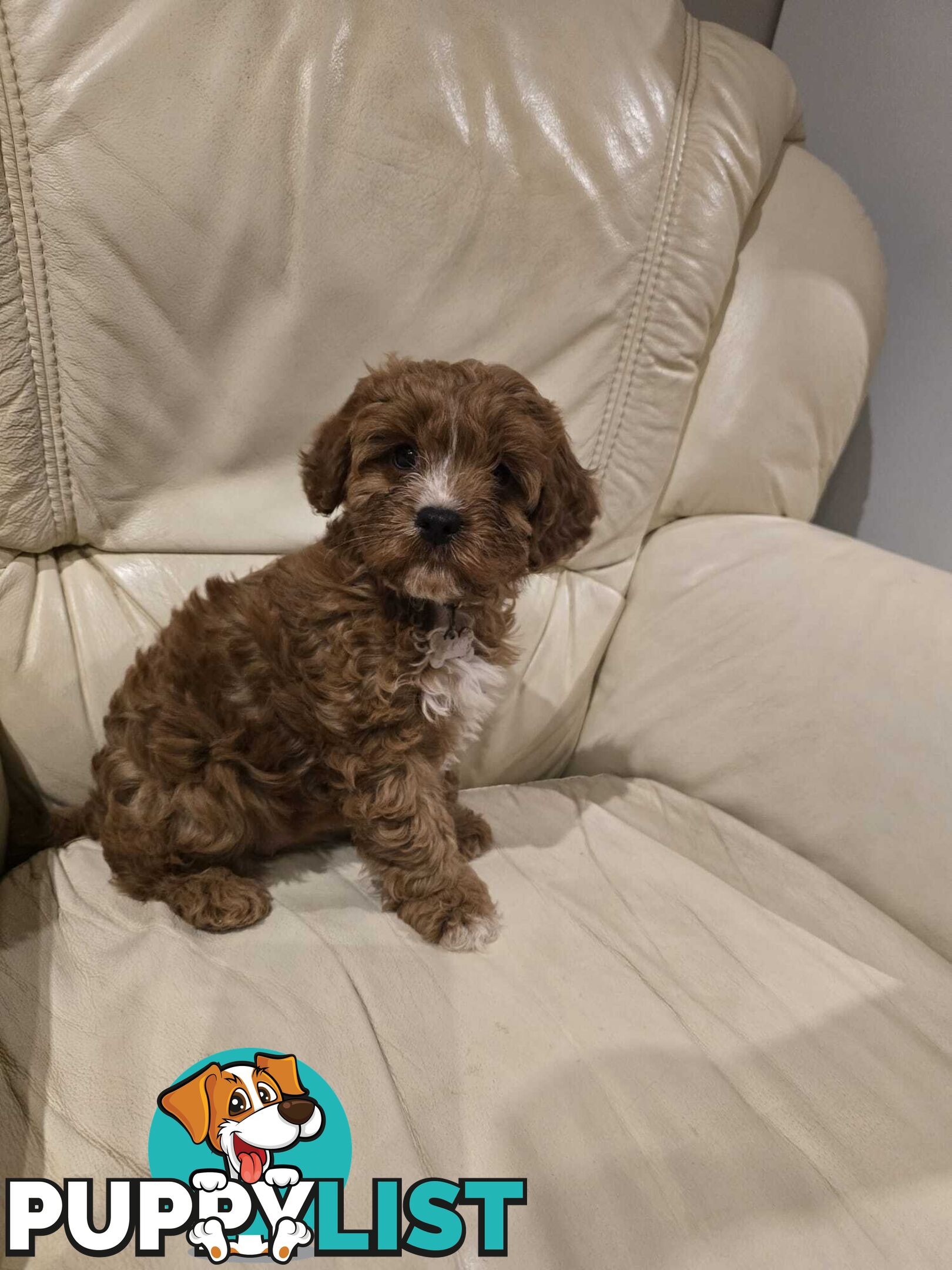 Cavoodles first generation for sale!