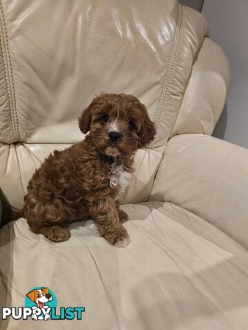 Cavoodles first generation for sale!