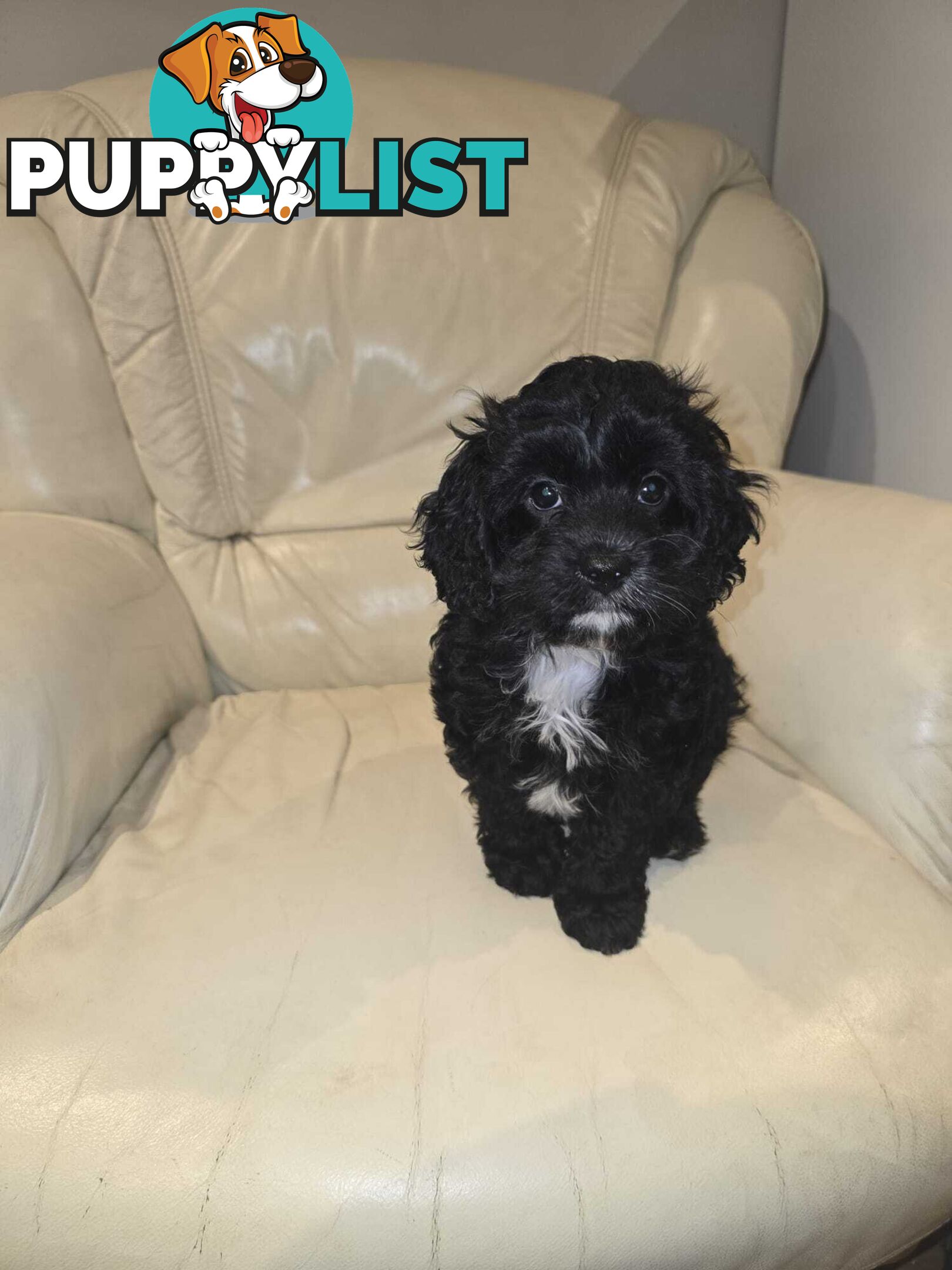 Cavoodles first generation for sale!