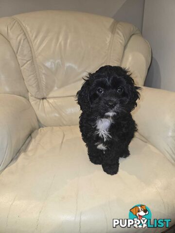 Cavoodles first generation for sale!