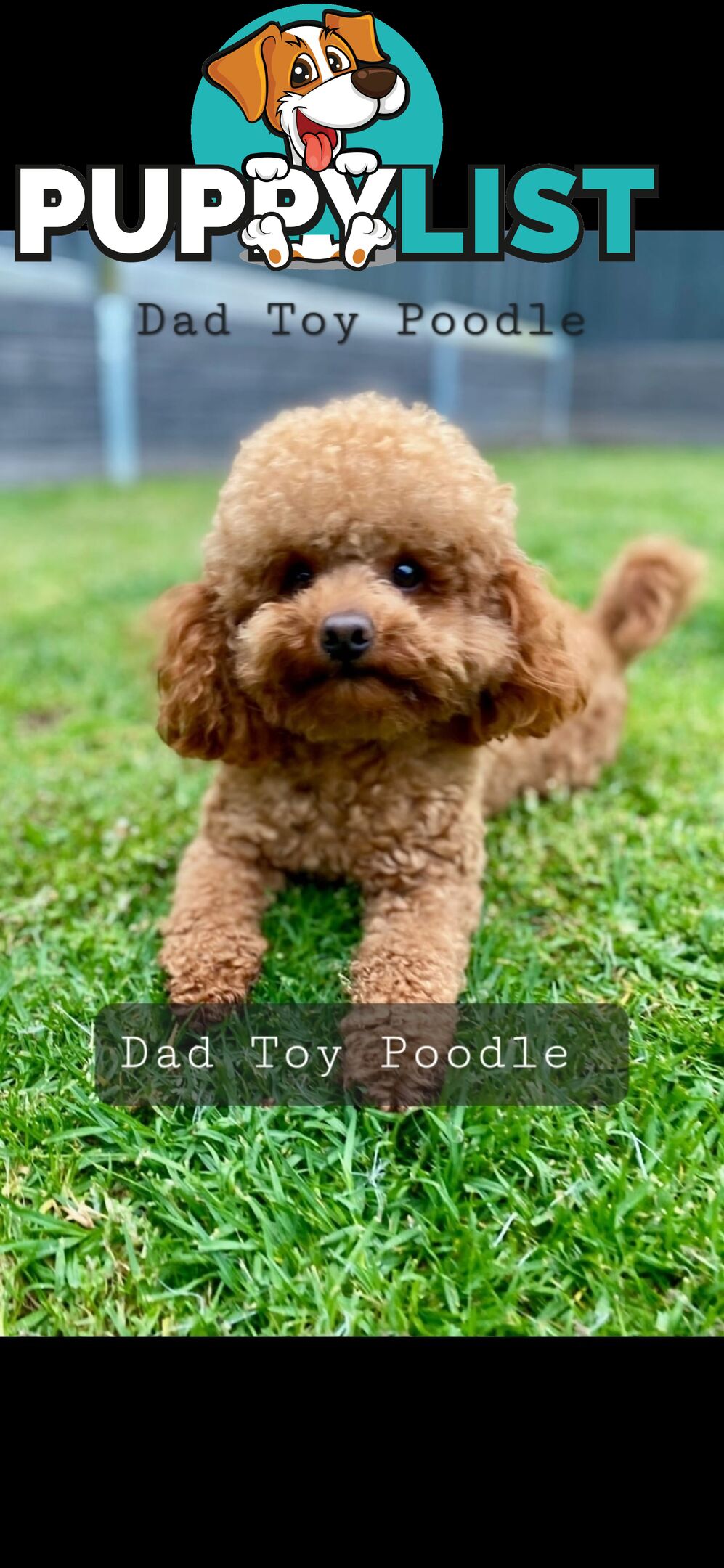 Cavoodles first generation for sale!