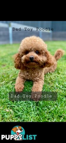 Cavoodles first generation for sale!