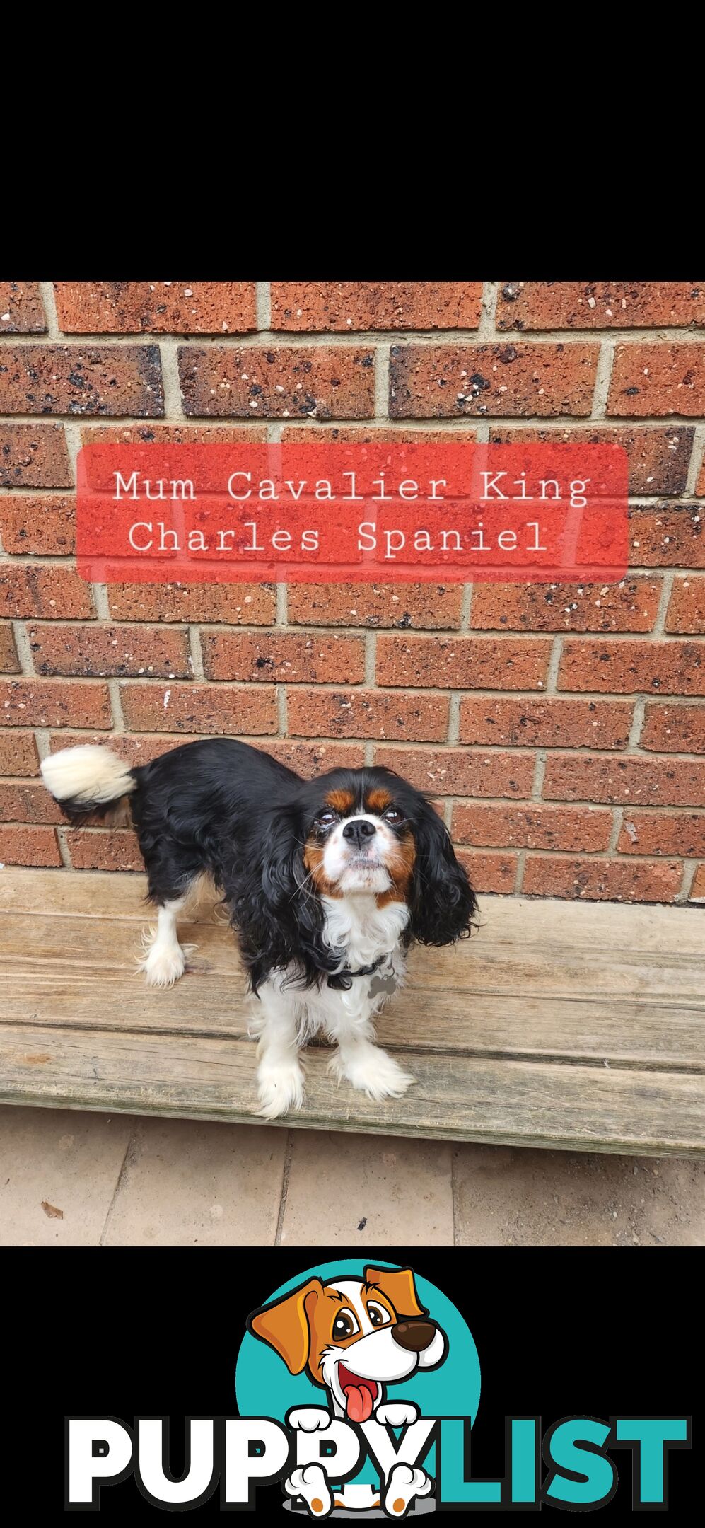 Cavoodles first generation for sale!