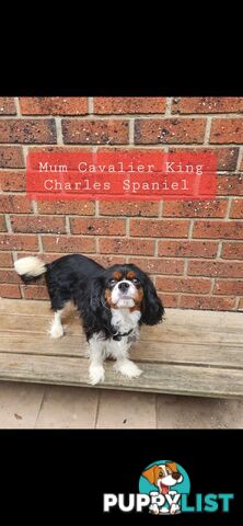 Cavoodles first generation for sale!
