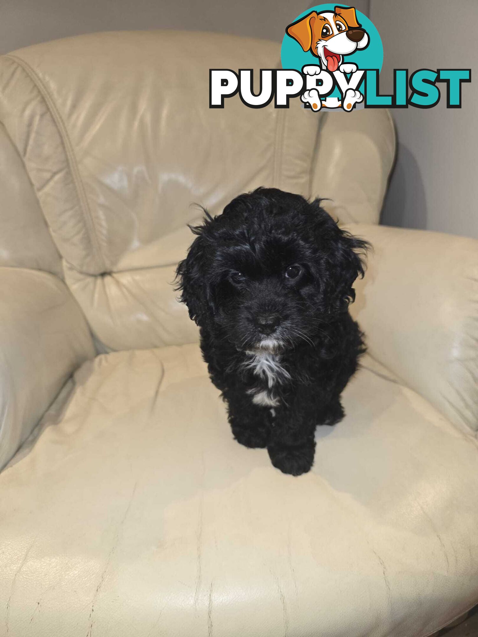 Cavoodles first generation for sale!