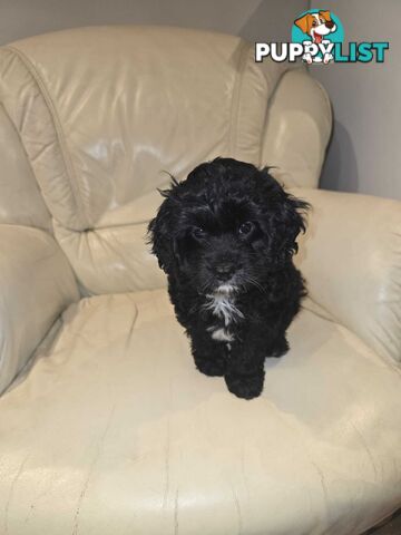 Cavoodles first generation for sale!