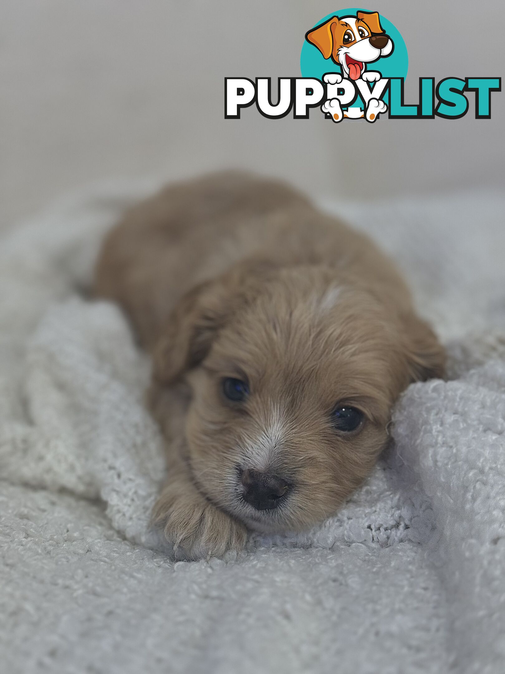 Cavoodle Puppies