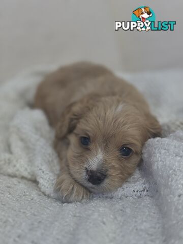 Cavoodle Puppies