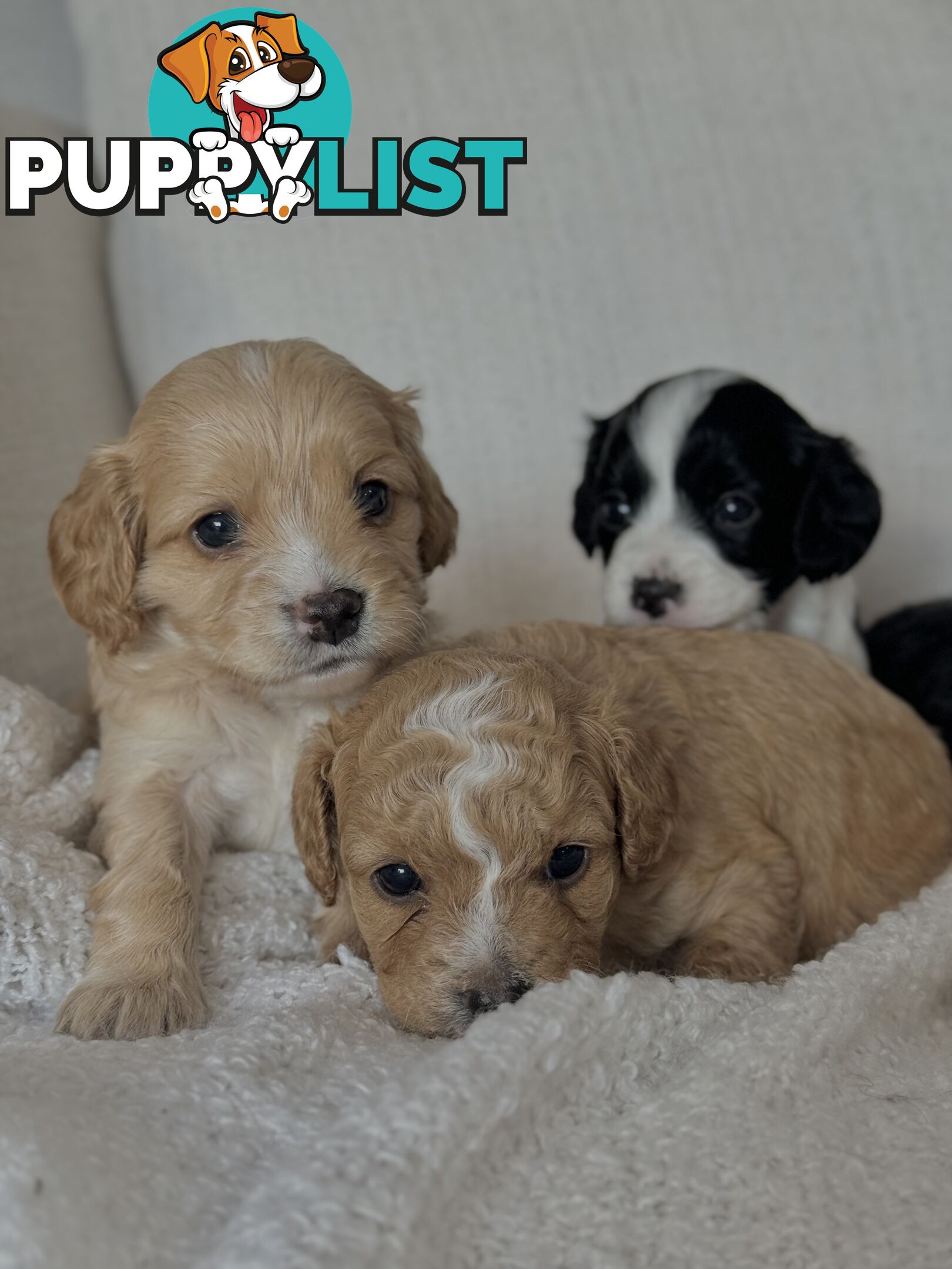 Cavoodle Puppies