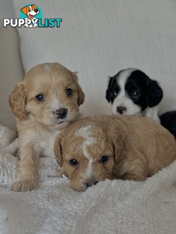 Cavoodle Puppies