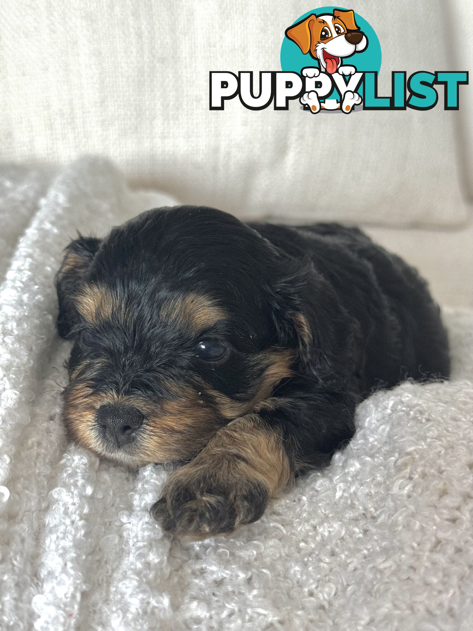 Cavoodle Puppies