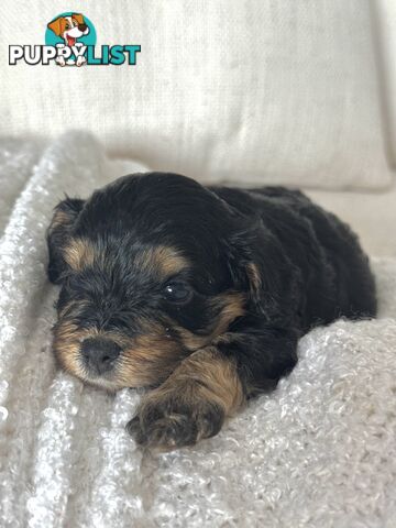 Cavoodle Puppies