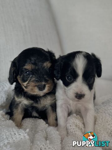 Cavoodle Puppies