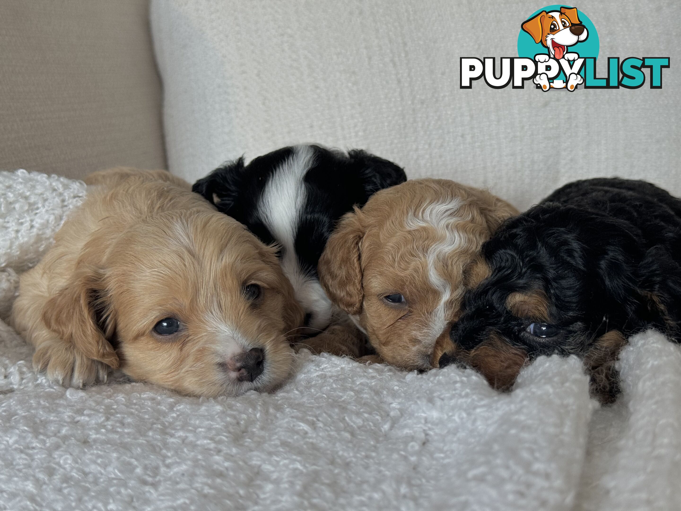 Cavoodle Puppies