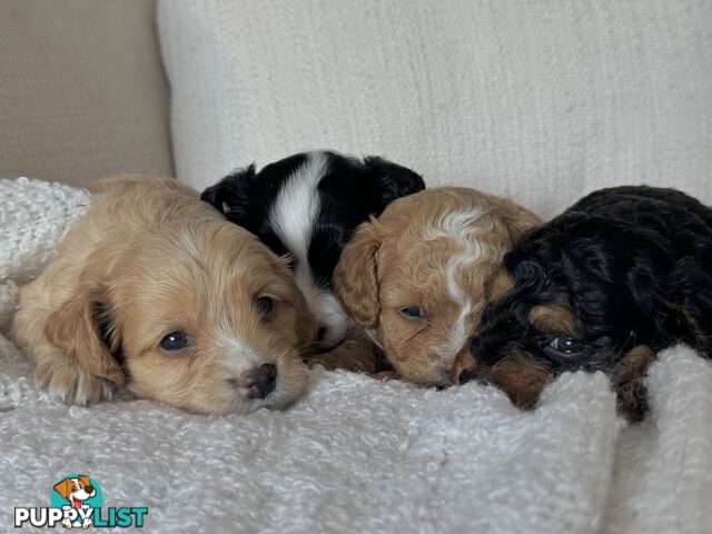 Cavoodle Puppies