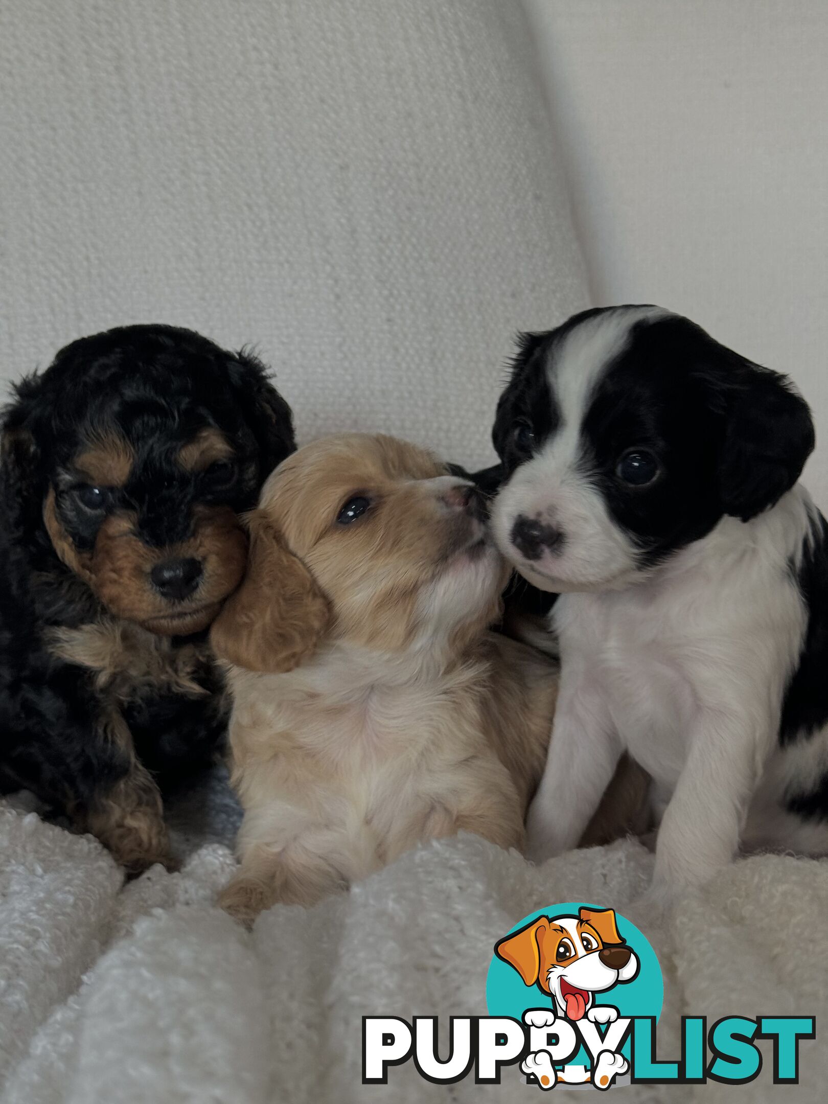 Cavoodle Puppies