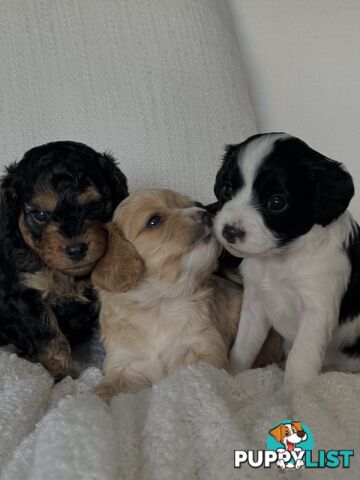 Cavoodle Puppies