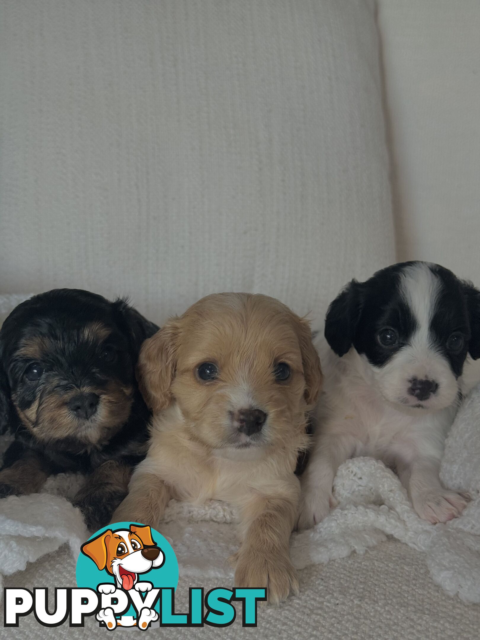 Cavoodle Puppies