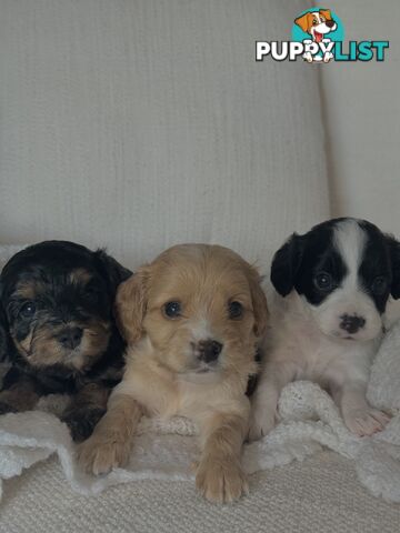 Cavoodle Puppies