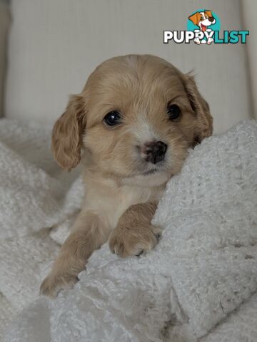 Cavoodle Puppies