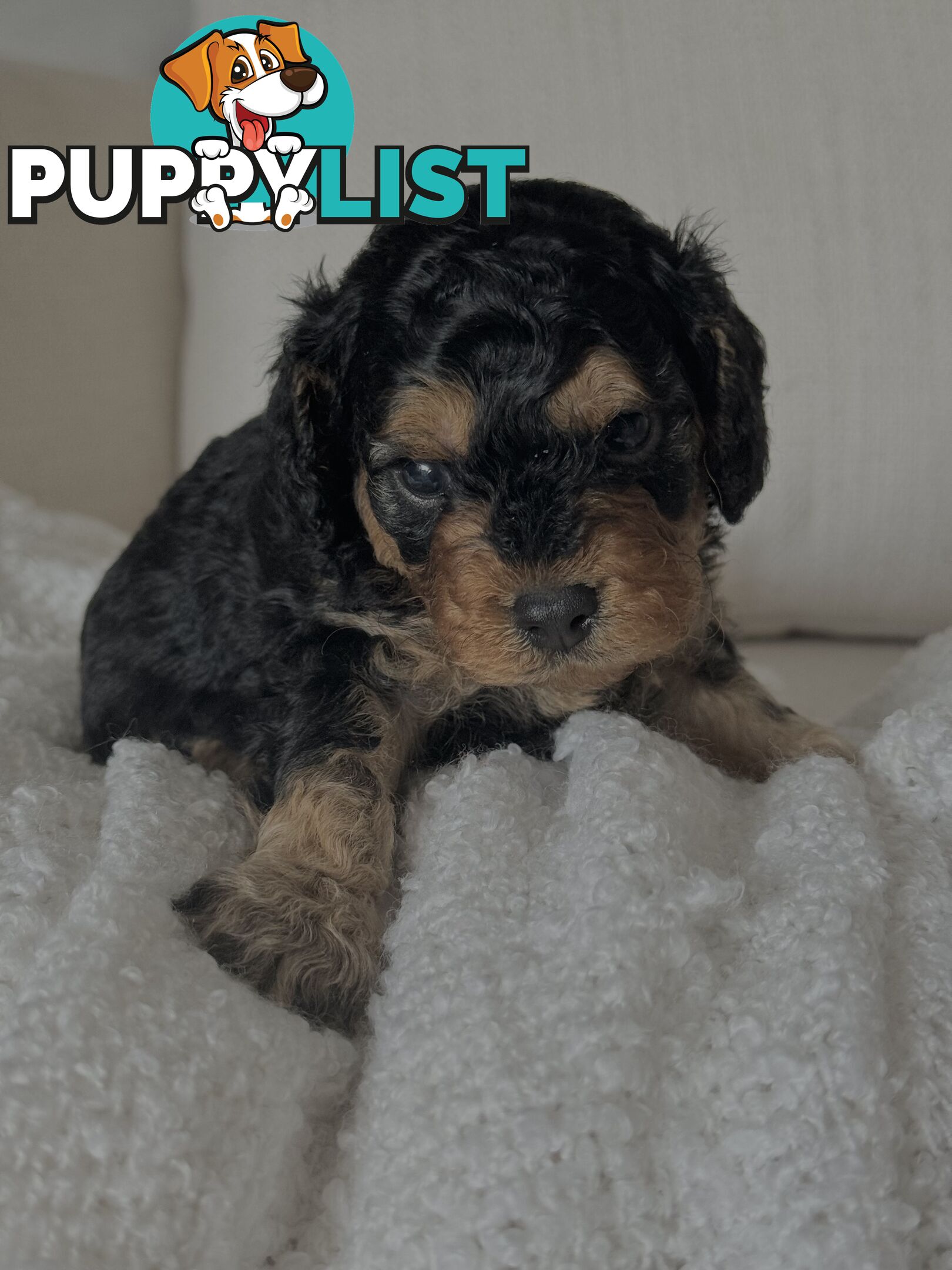 Cavoodle Puppies