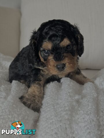 Cavoodle Puppies