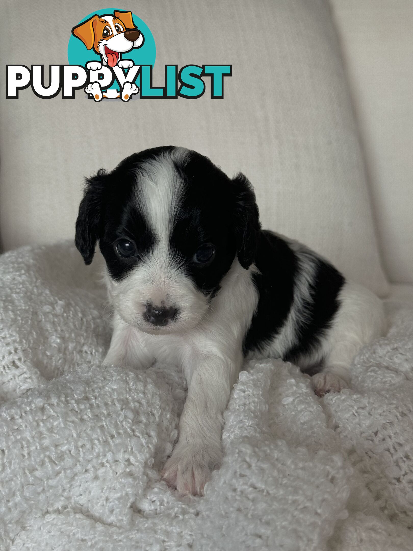 Cavoodle Puppies