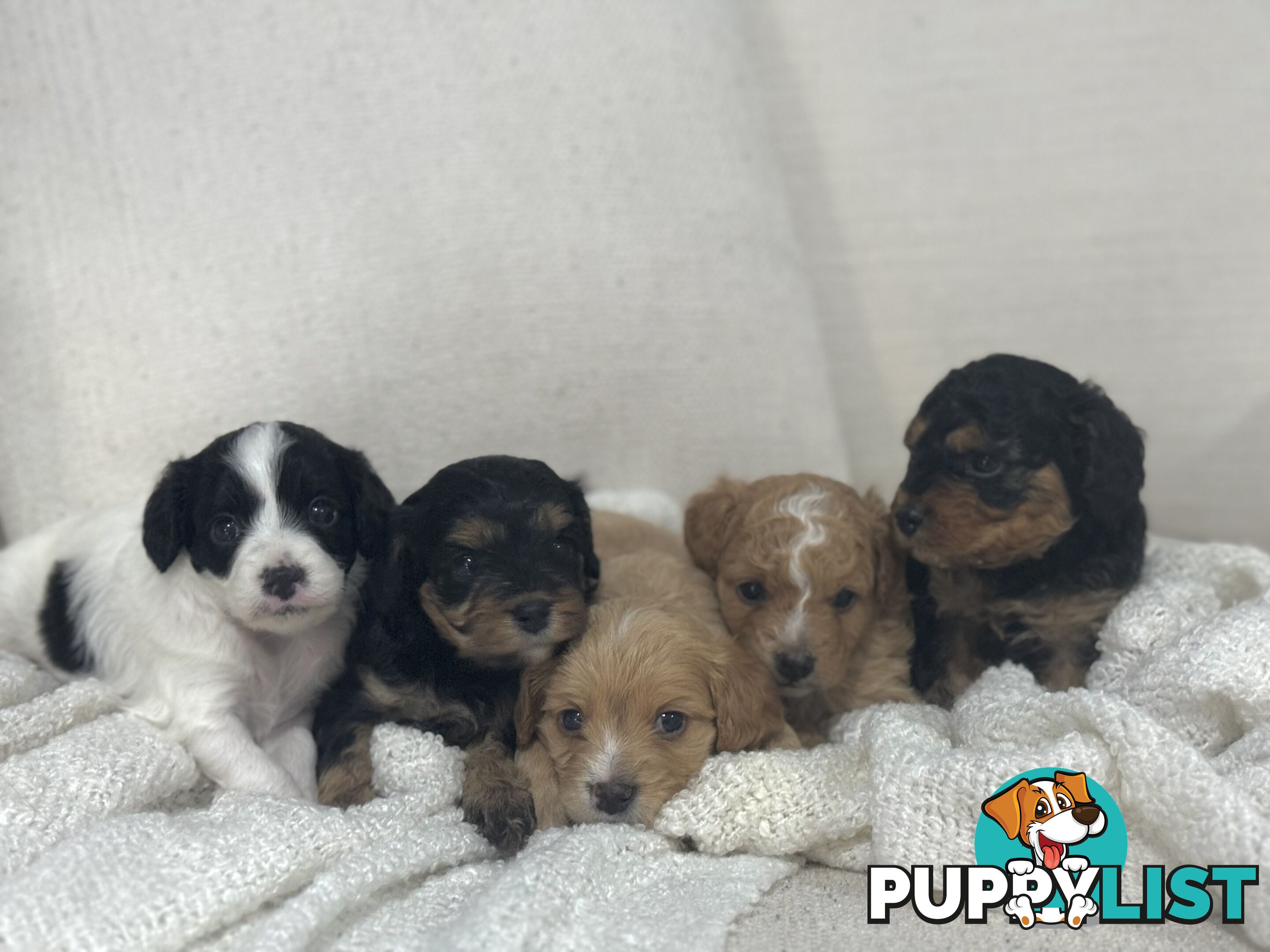 Cavoodle Puppies