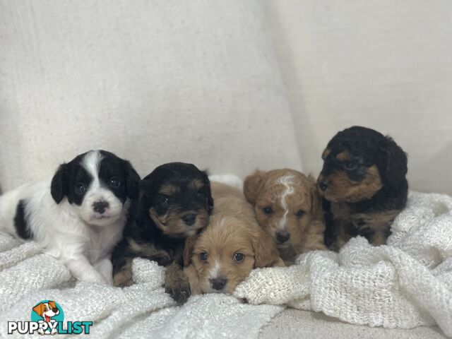 Cavoodle Puppies