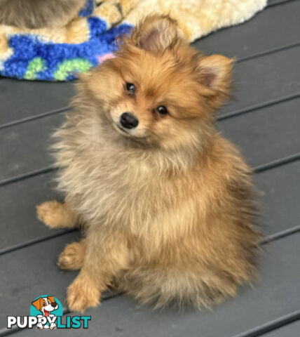 Pure Breed Pomeranian - Male x 1